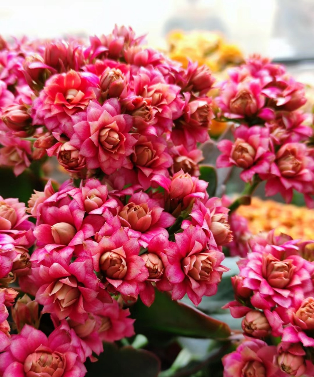 芙蓉花神长寿花是中小型品种,株型紧凑,花大色美,多季节开花,花期超长