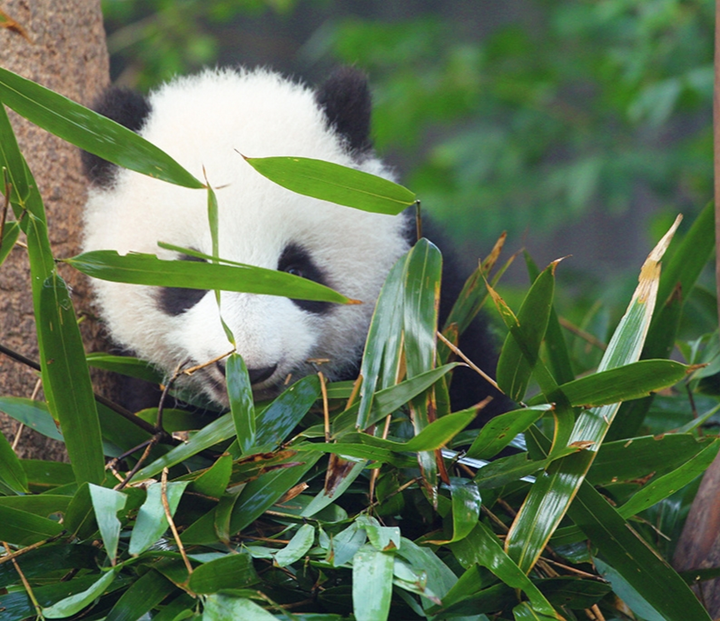 毛茸茸的大熊猫幼崽, 不知道是哪个的仔仔? 萌萌哒真可爱.