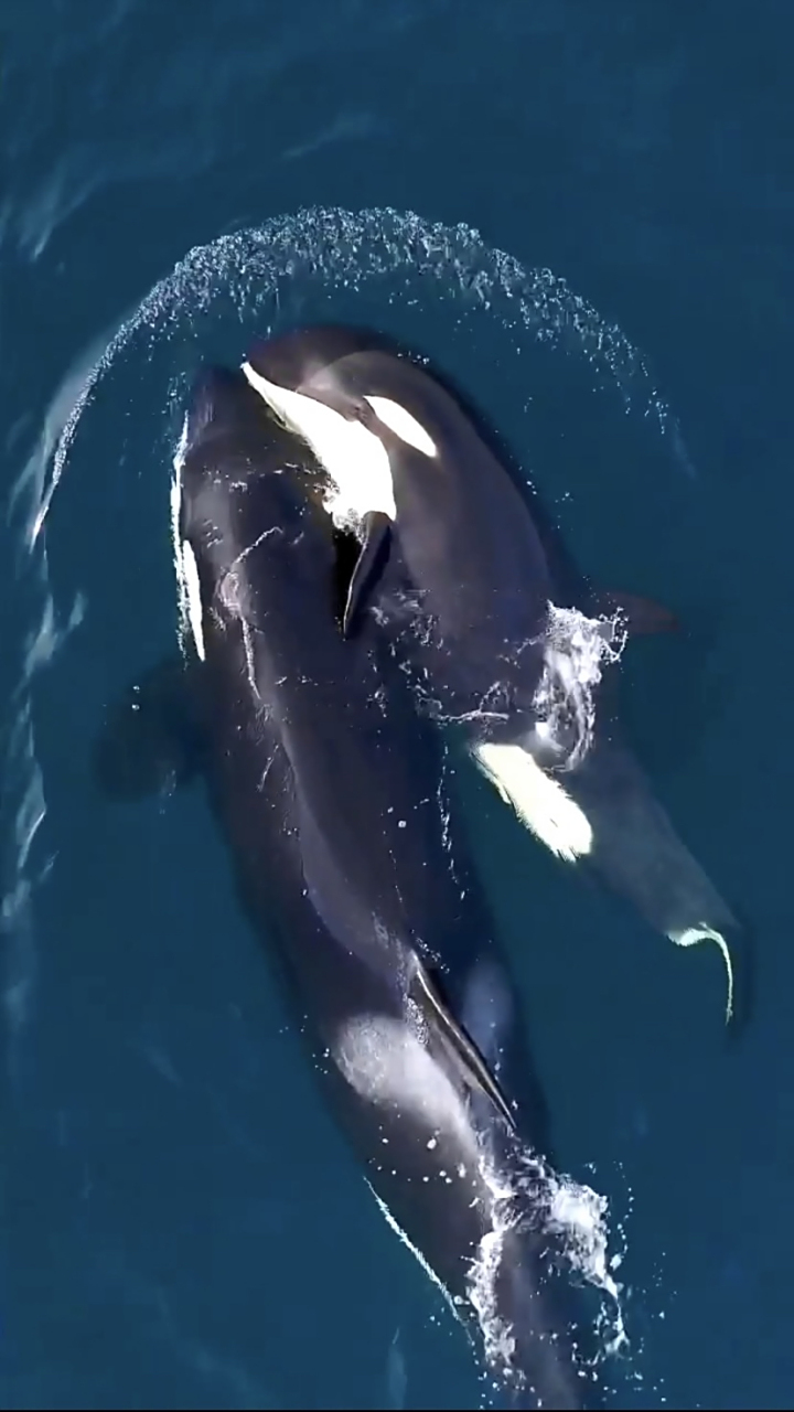 虎鲸妈妈和小虎鲸宝宝