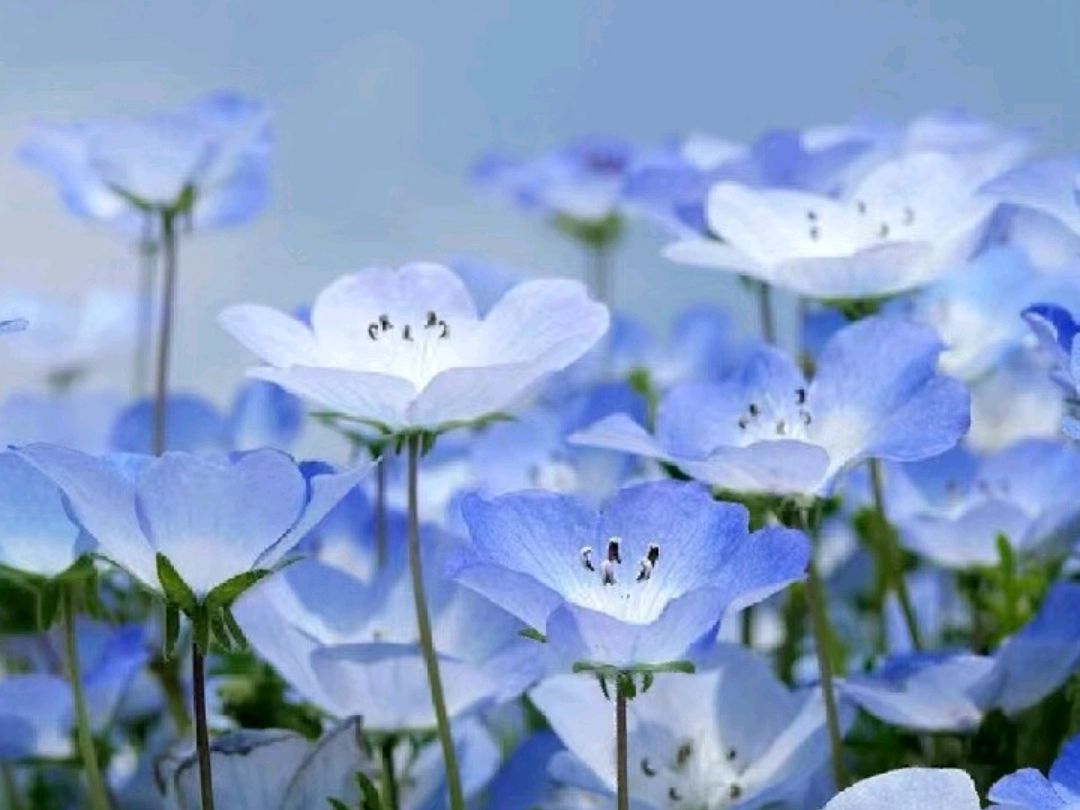 喜林草:纯净奇特的蓝色花卉,让你感受大自然的美好
