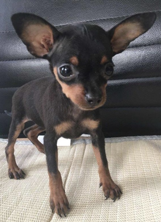 迷你杜宾和小鹿犬很容易区分吗