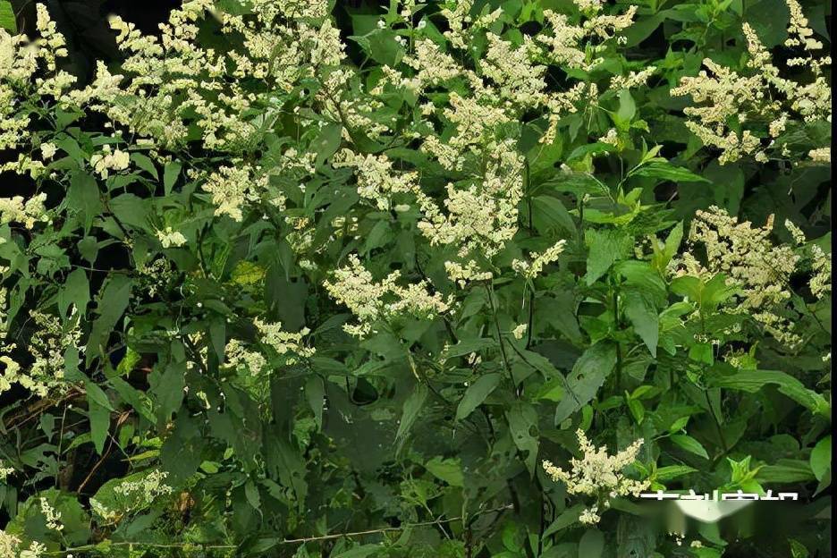 刘寄奴:以皇帝小名命名的中草药,您知道它的功效及使用吗?