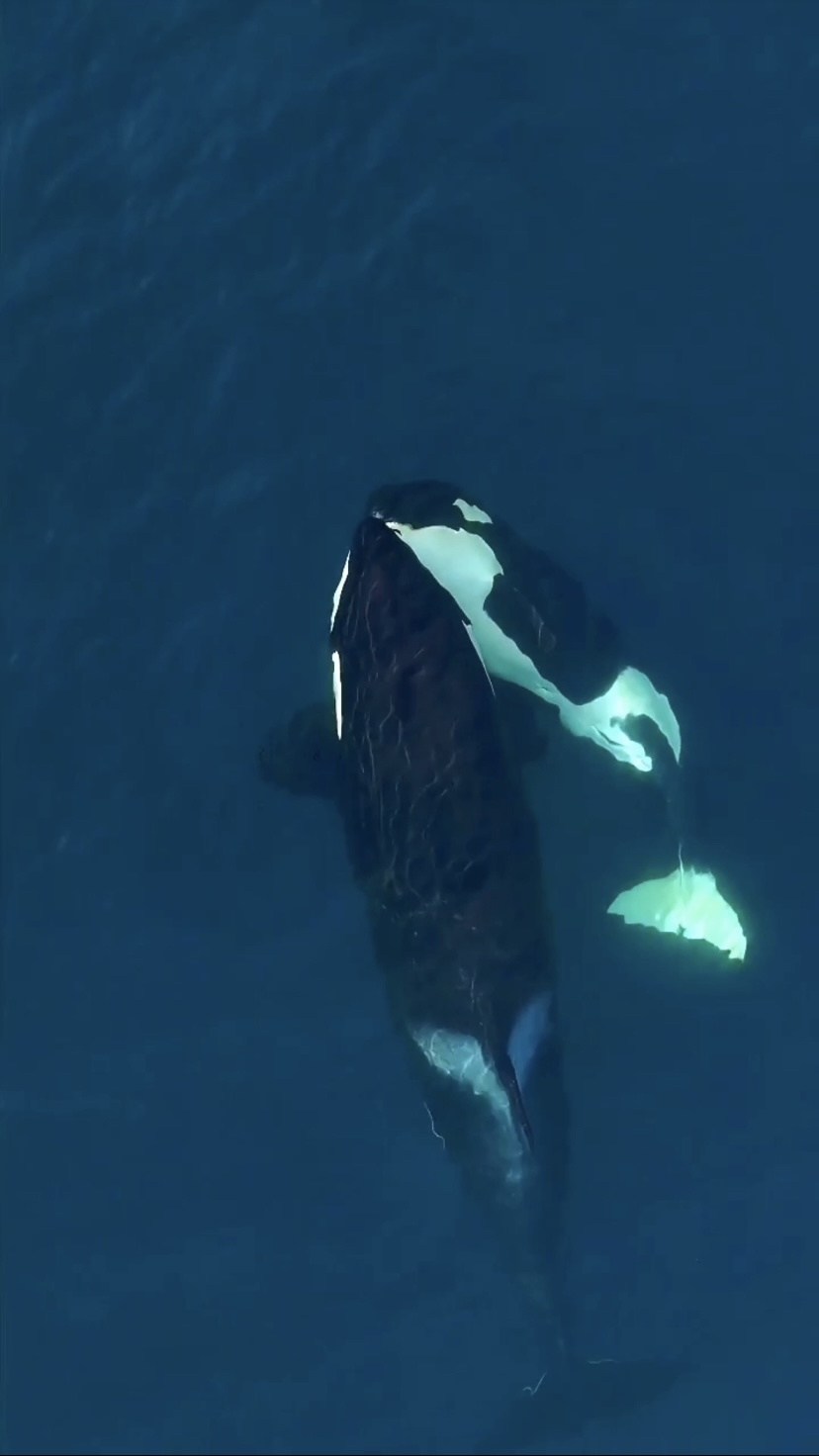 虎鲸妈妈和小虎鲸宝宝