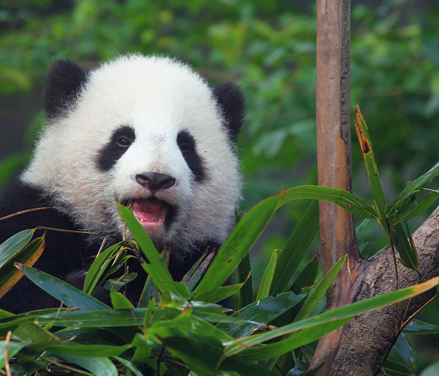 毛茸茸的大熊猫幼崽, 不知道是哪个的仔仔? 萌萌哒真可爱.