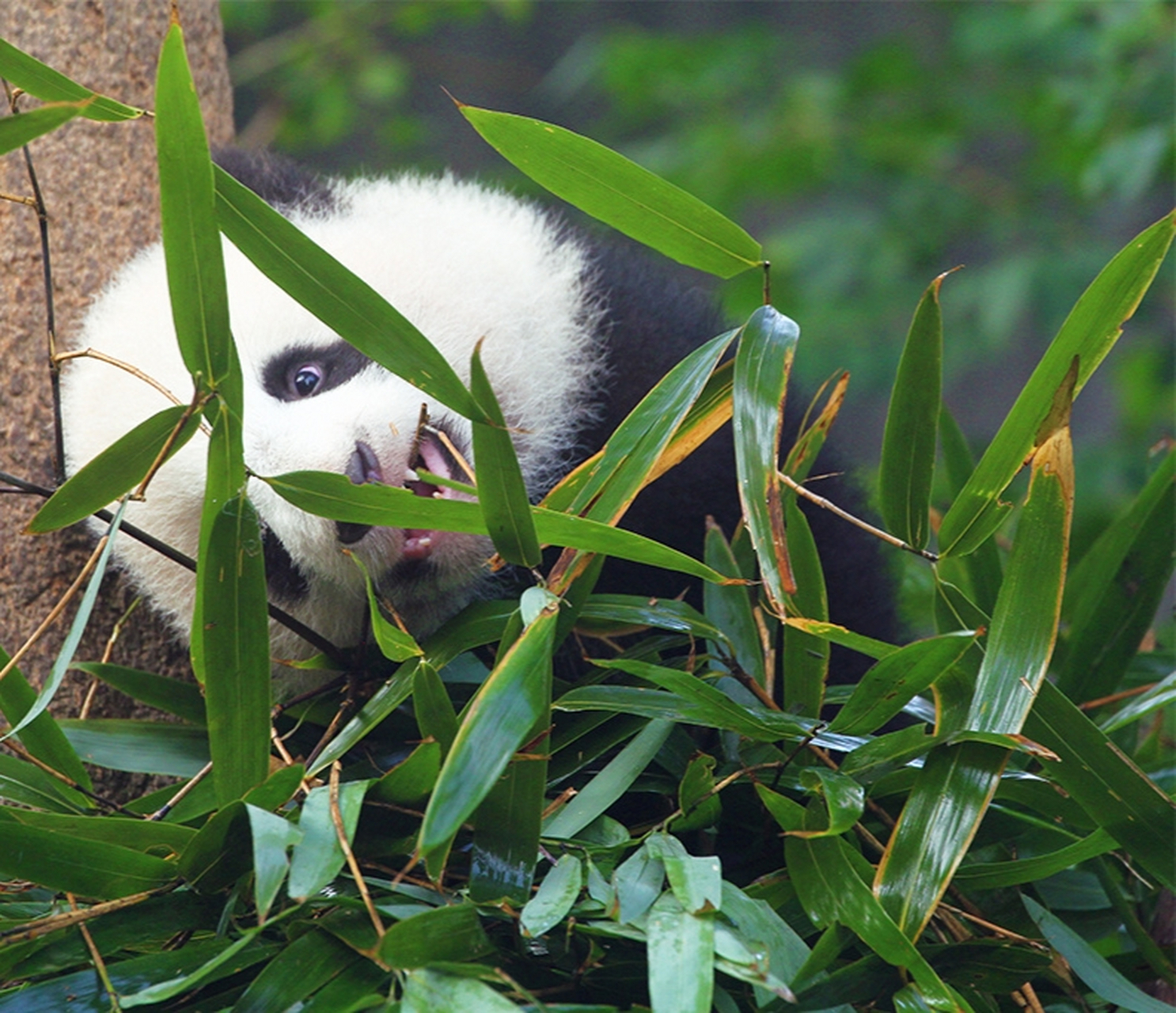 毛茸茸的大熊猫幼崽, 不知道是哪个的仔仔? 萌萌哒真可爱.