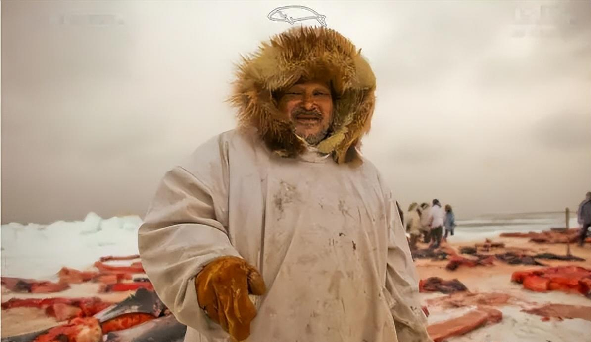 因紐特人的美食醃海雀內臟腐爛後用嘴吸食臭味秒殺鯡魚罐頭