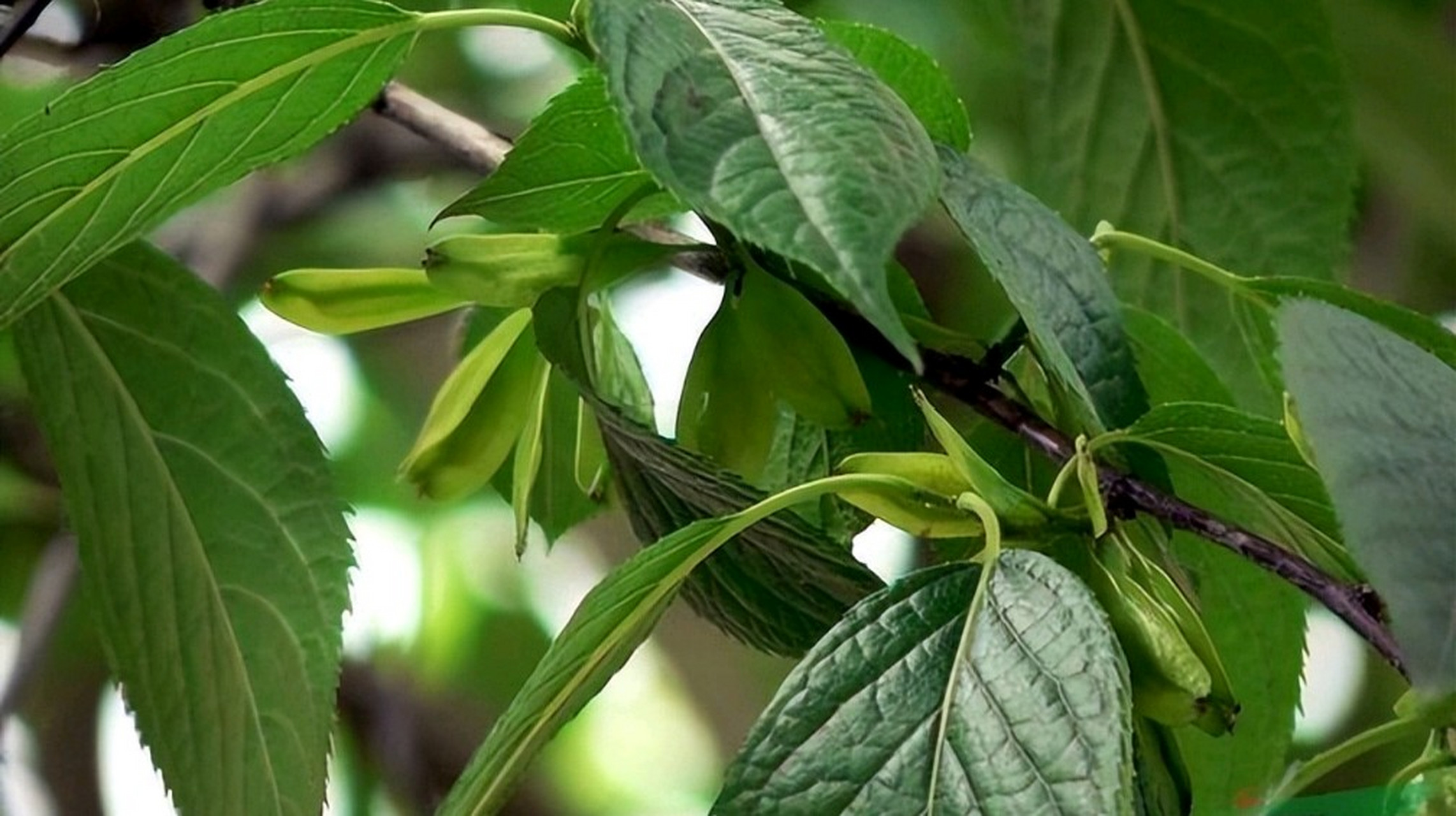 又名胶木,属于杜仲科杜仲属,是一种生长在祖国广袤土地上的神奇植物