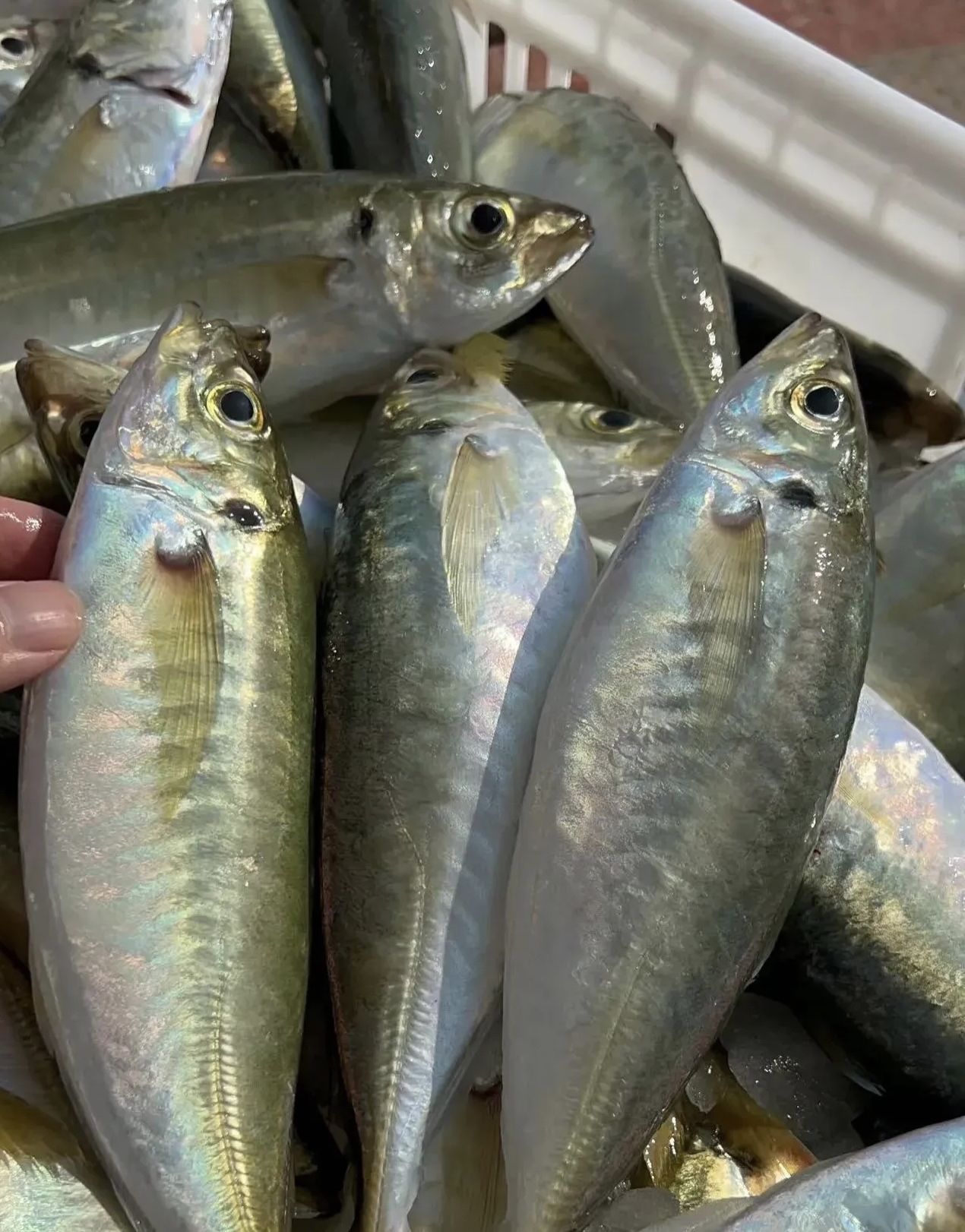 这种鱼叫做巴浪鱼,一般家庭的做法,大多是清蒸,粗