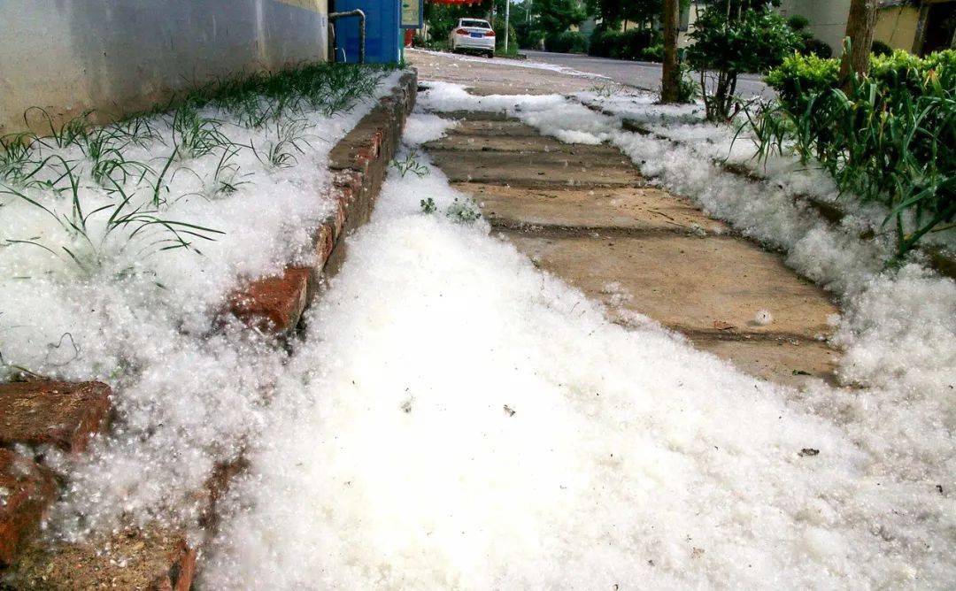 柳絮杨絮北方人的噩梦?其造成安全隐患?为何还大街小巷四处种?