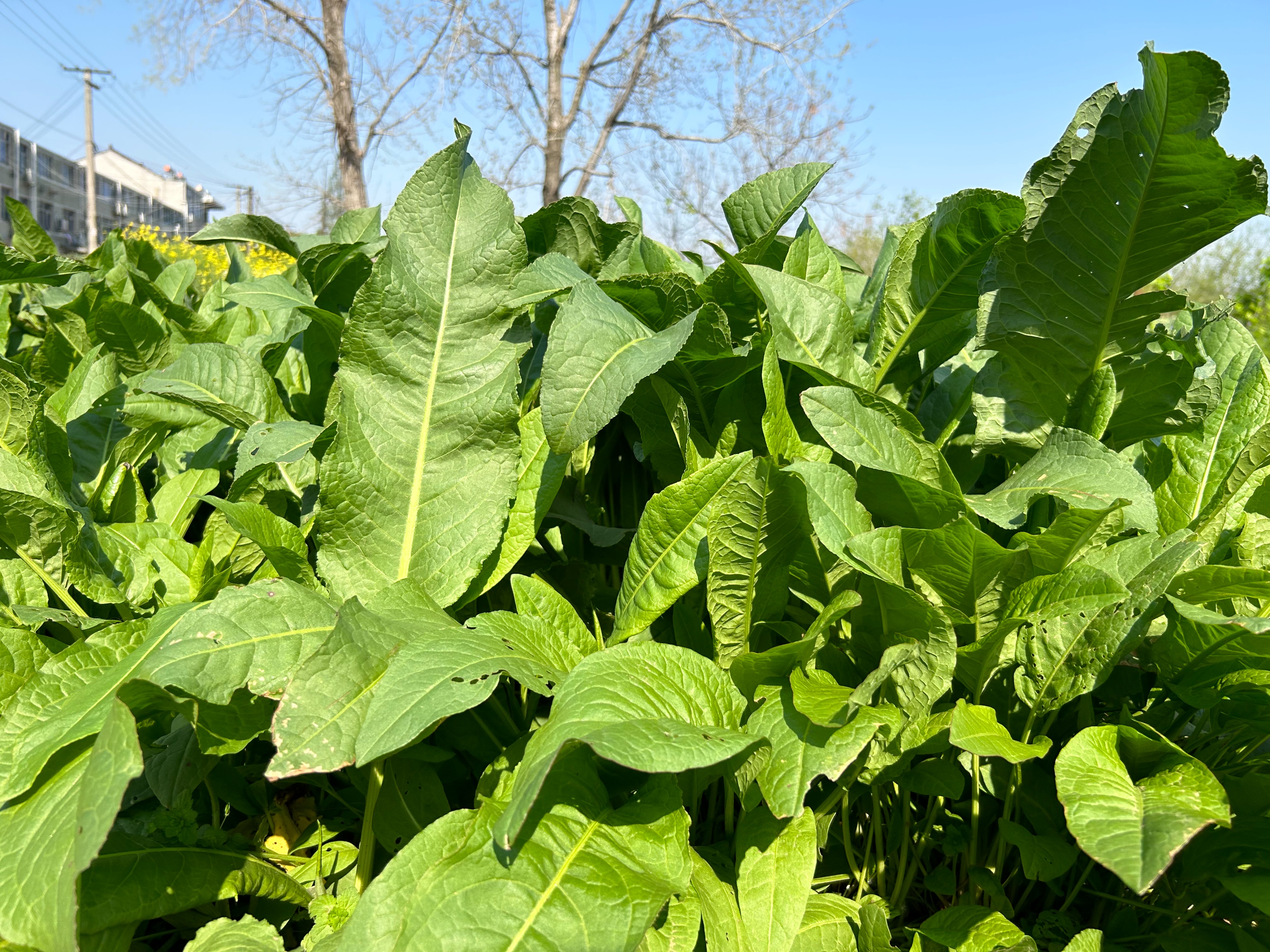 喂猪的高产牧草,用鲁梅克斯多年生,蛋白质高,可用来代替豆粕