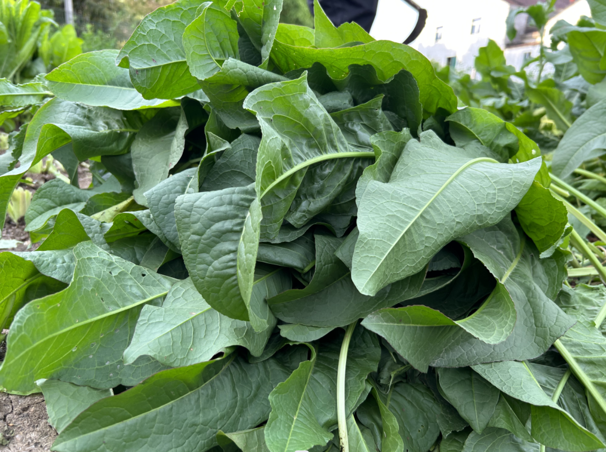 喂猪的高产牧草,用鲁梅克斯多年生,蛋白质高,可用来代替豆粕