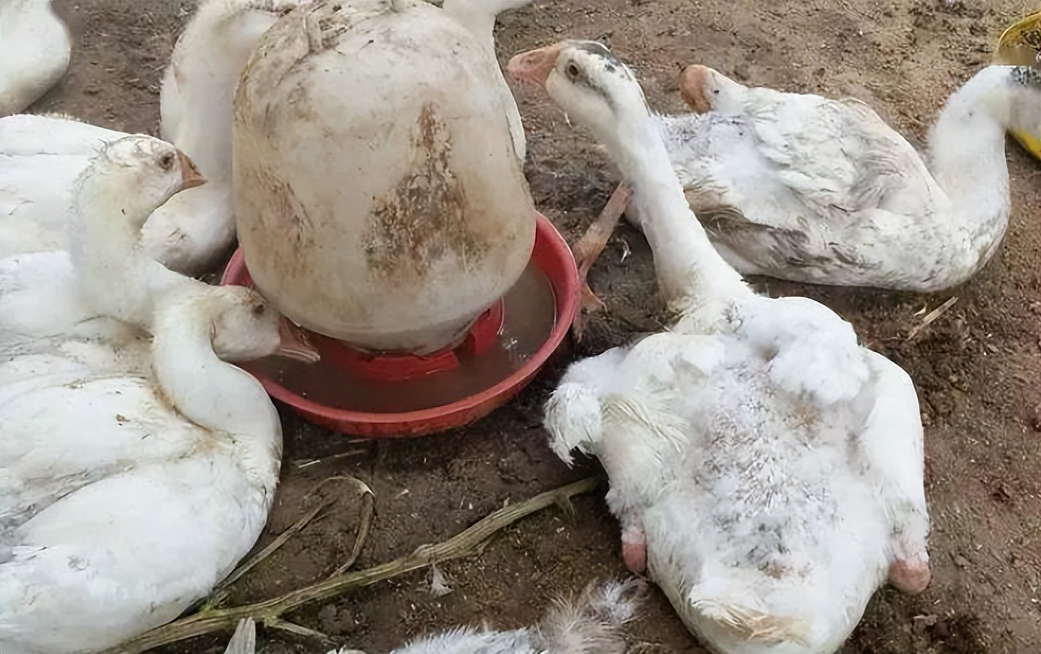 鹅养殖过程中易发的痛风病,由多重诱因引发!