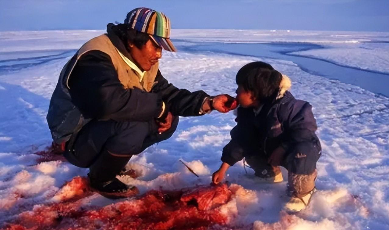 因紐特人的美食醃海雀內臟腐爛後用嘴吸食臭味秒殺鯡魚罐頭