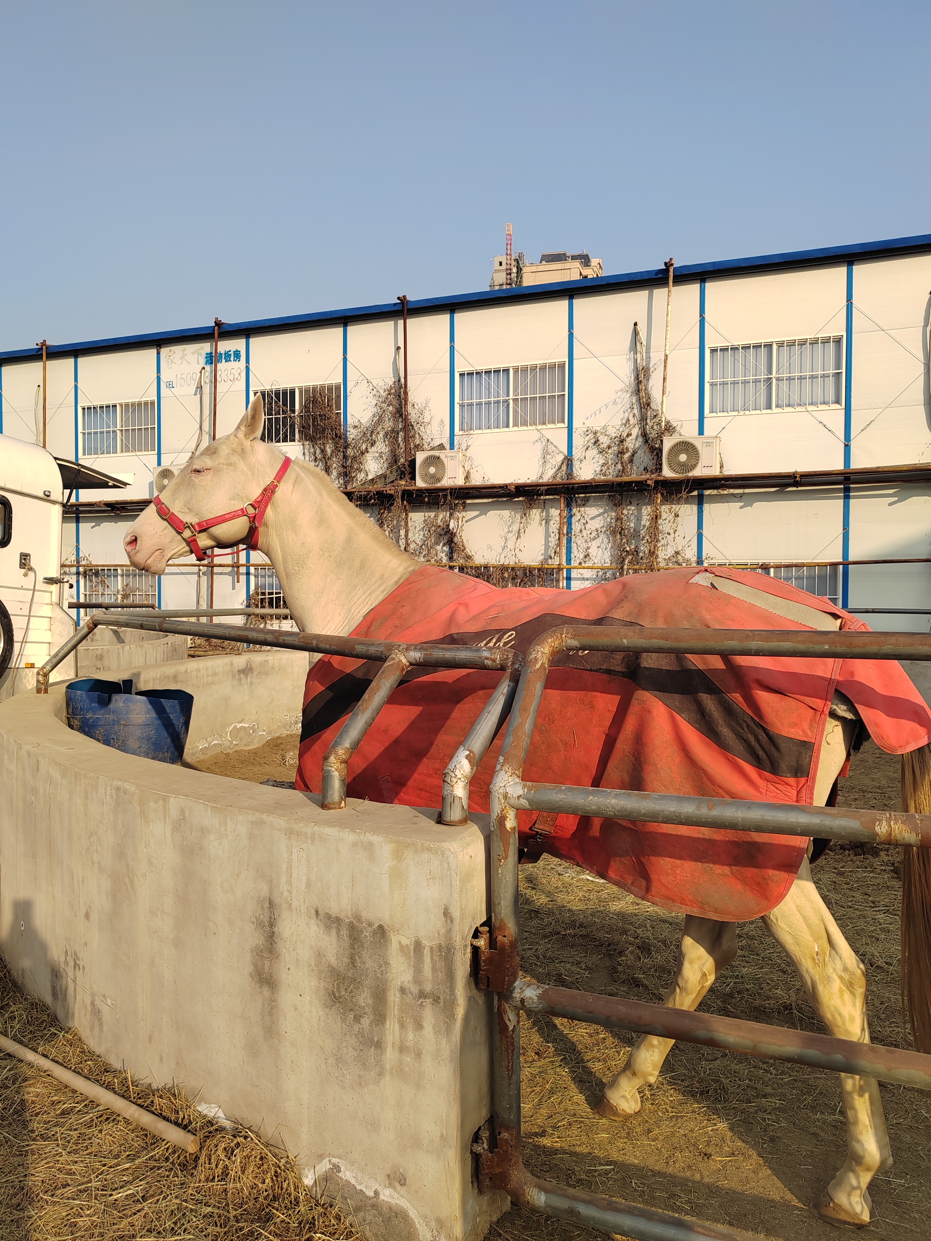 它是马匹中的美男子,体形高挑,四肢修长,头细颈高,皮