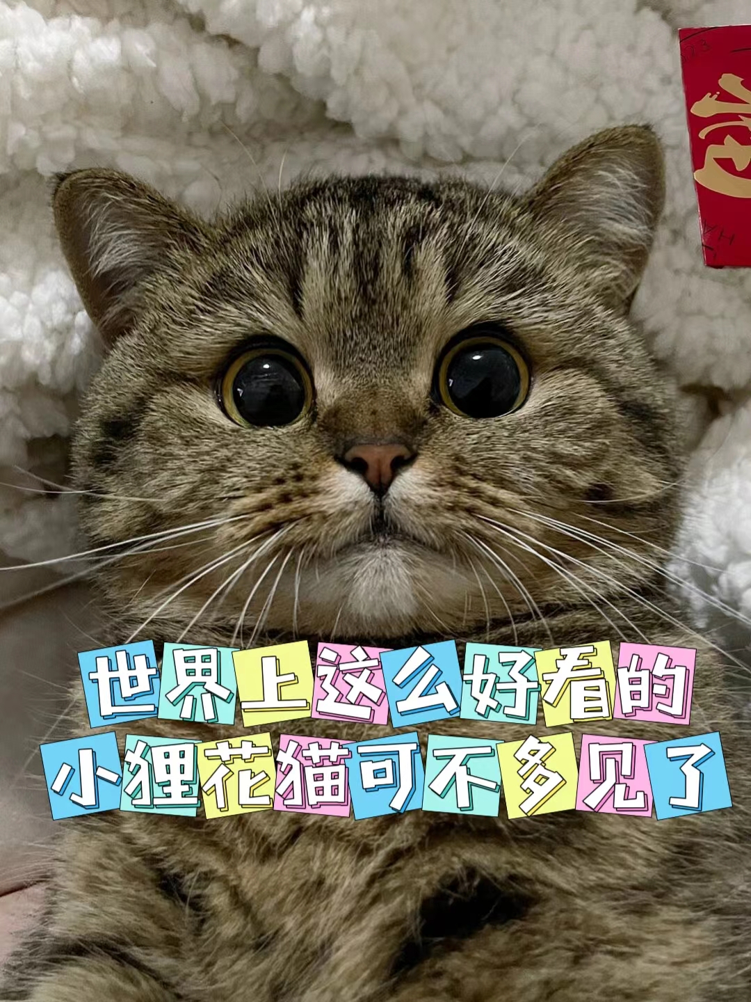 狸花猫眼睛变色过程图片