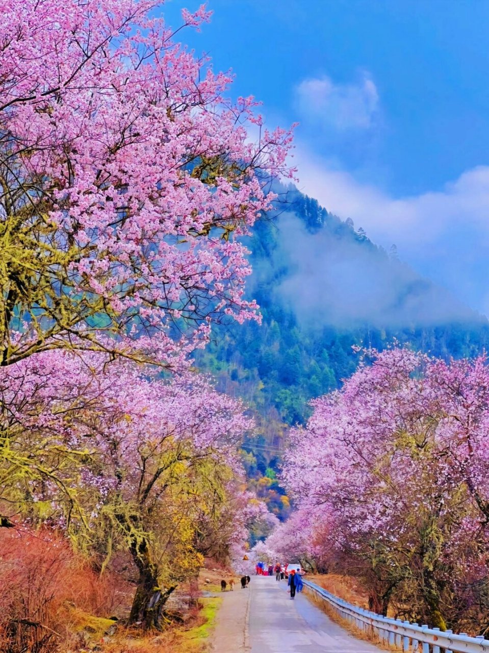西藏林芝桃花节攻略,3月一定要去一次  林芝桃花节是一场融汇了高原