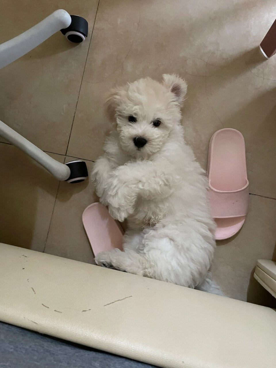 我养了一只 8 个月大的串串,是土狗和比熊的杂交品种