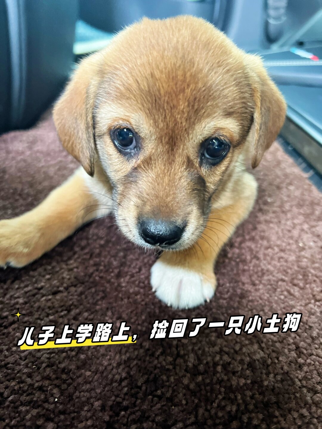 儿子上学路上,捡回了一只小土狗