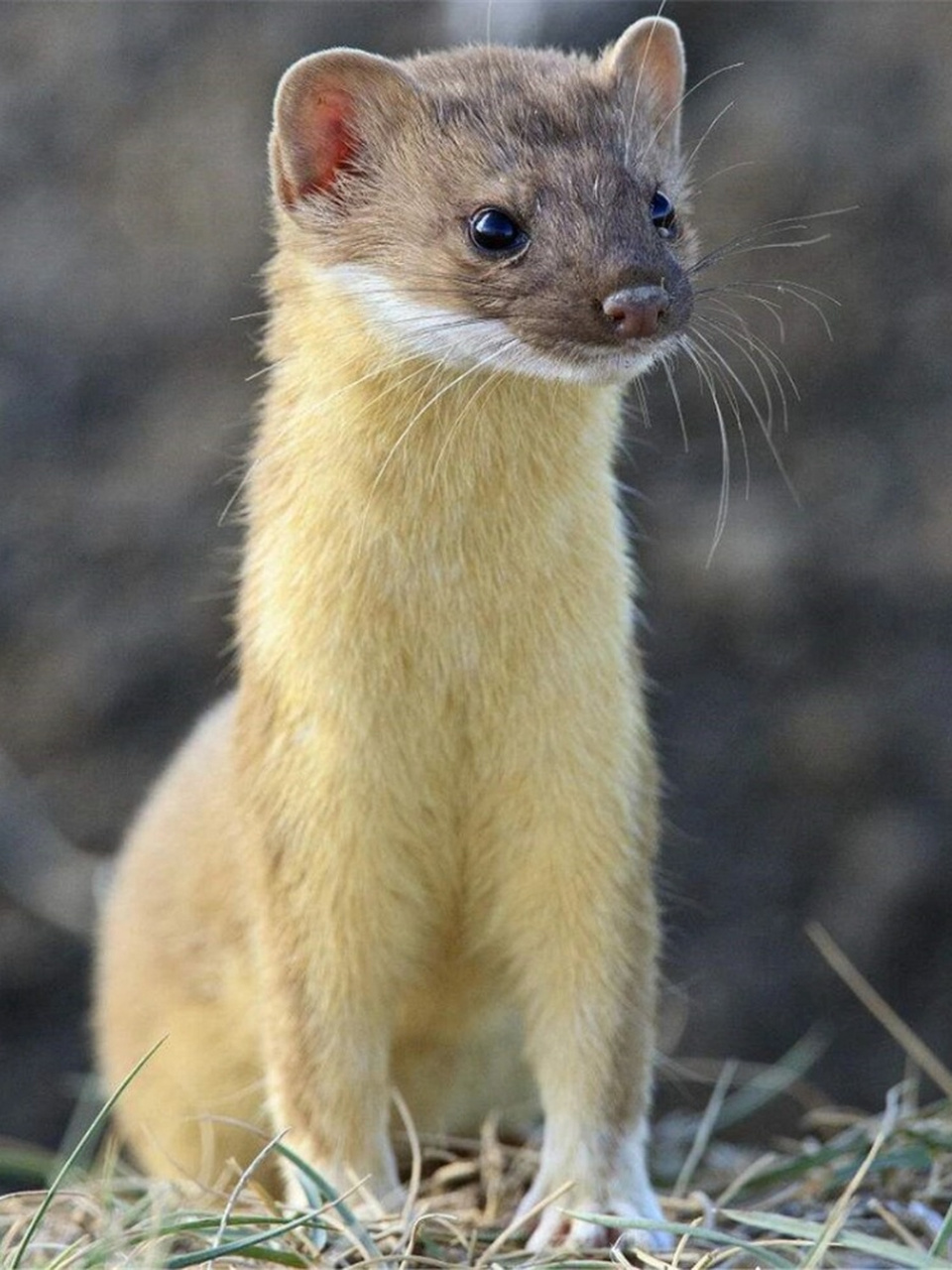 mustela sibirica——它在山涧河谷低吟,于林缘草丘浅唱,以黄鼠狼