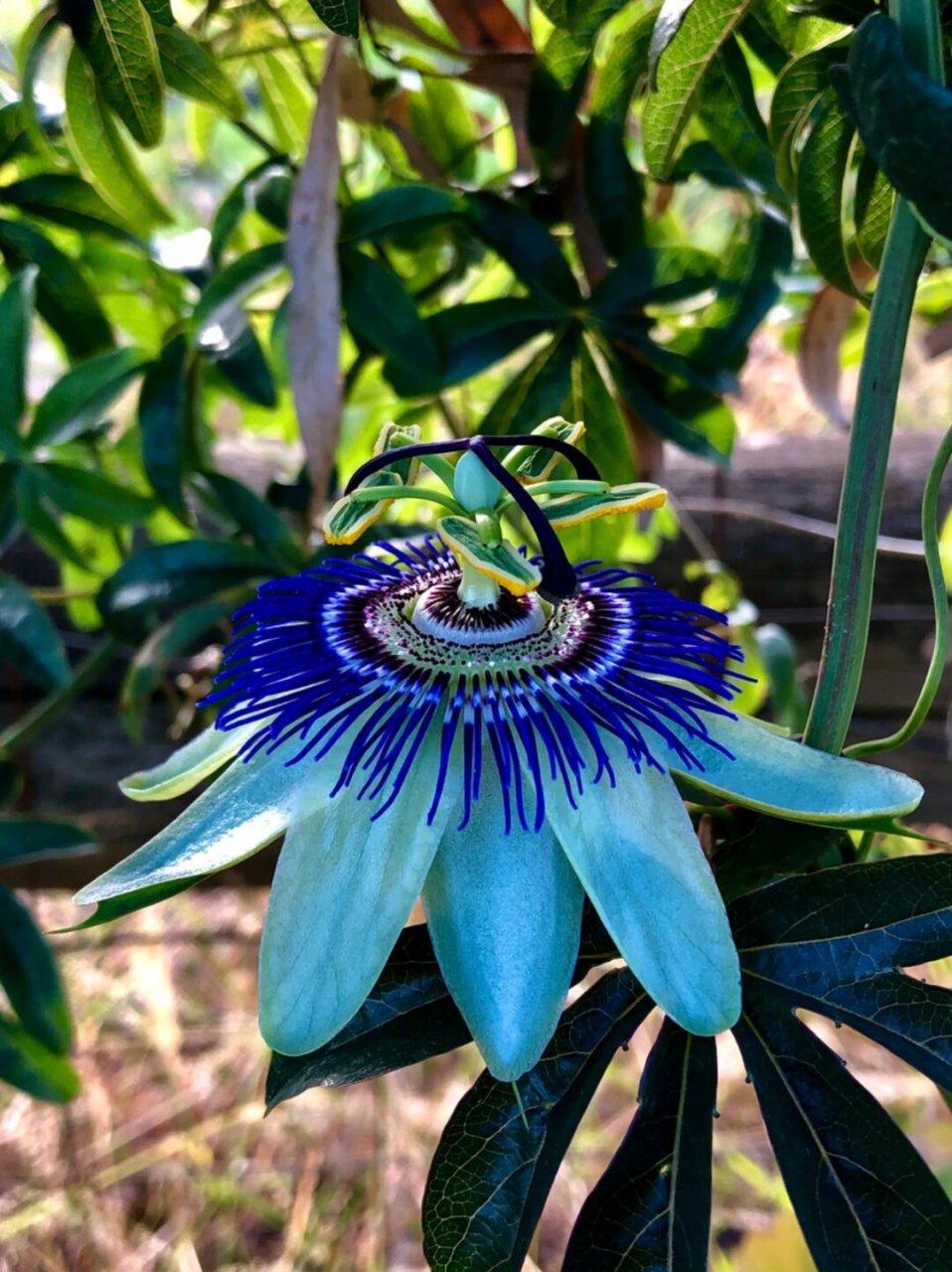每天带你认识一种花-西番莲  西番莲,又称为鸡蛋果或百香果,是一种
