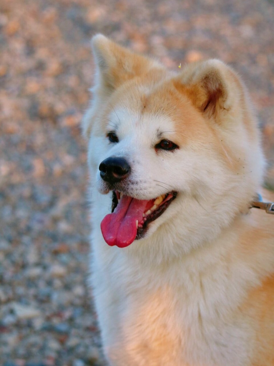 日本田园犬笑图片