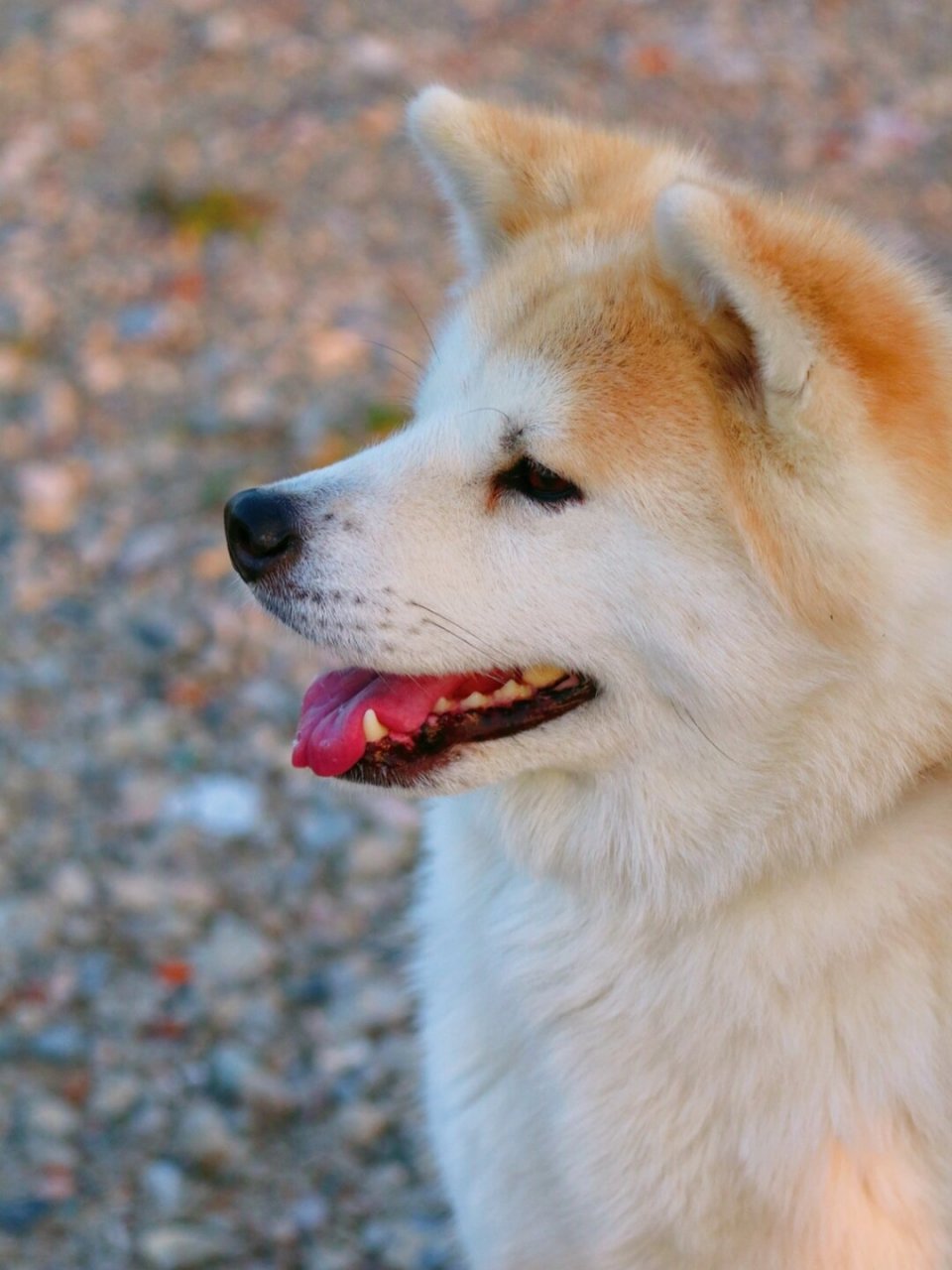 日本秋田犬笑的照片图片