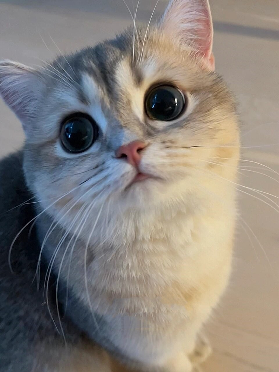 p1: 猫咪正调皮地玩耍,突然看到妈妈走过来,惊恐地以为妈妈要把它