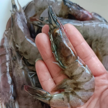 像这种样子的虾,还能吃吗?