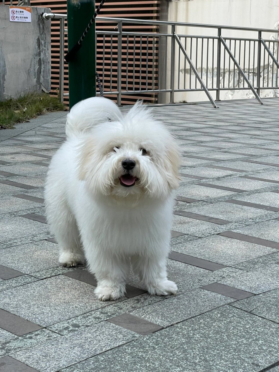 土狗的杂交品种图片