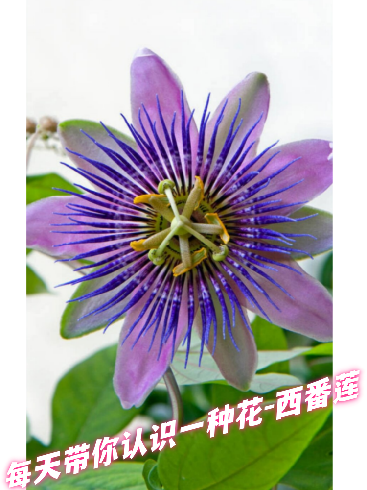 西番莲的花朵呈漏斗形,通常