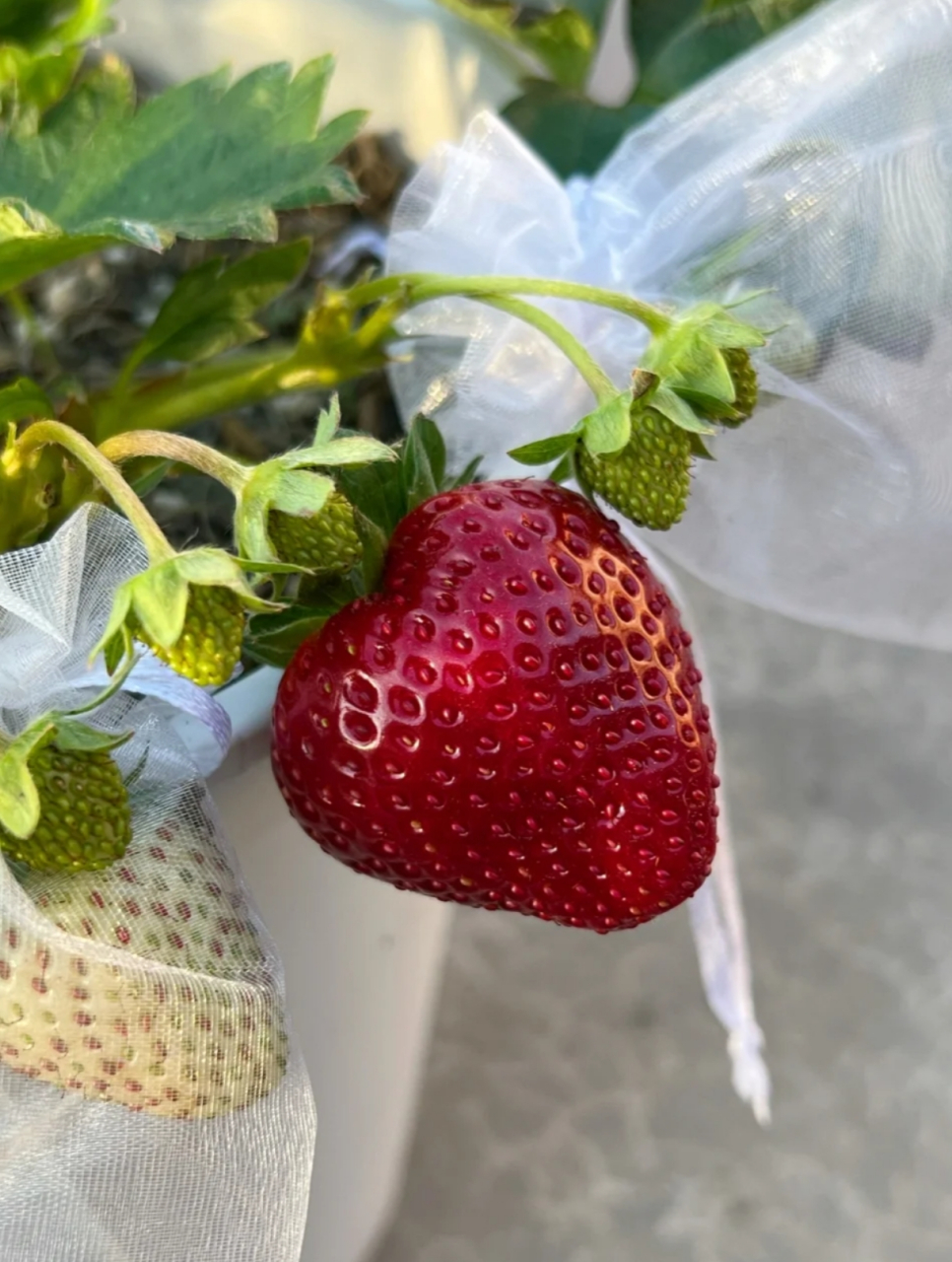 巨无霸爱心形的玄玉 每个品种成熟的第一个草莓都好大呀!