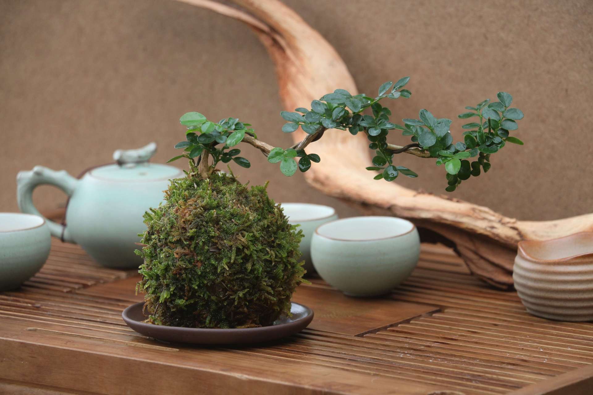 福建茶盆景养殖方法与注意事项  福建茶,又名基及树,是一种受欢迎的