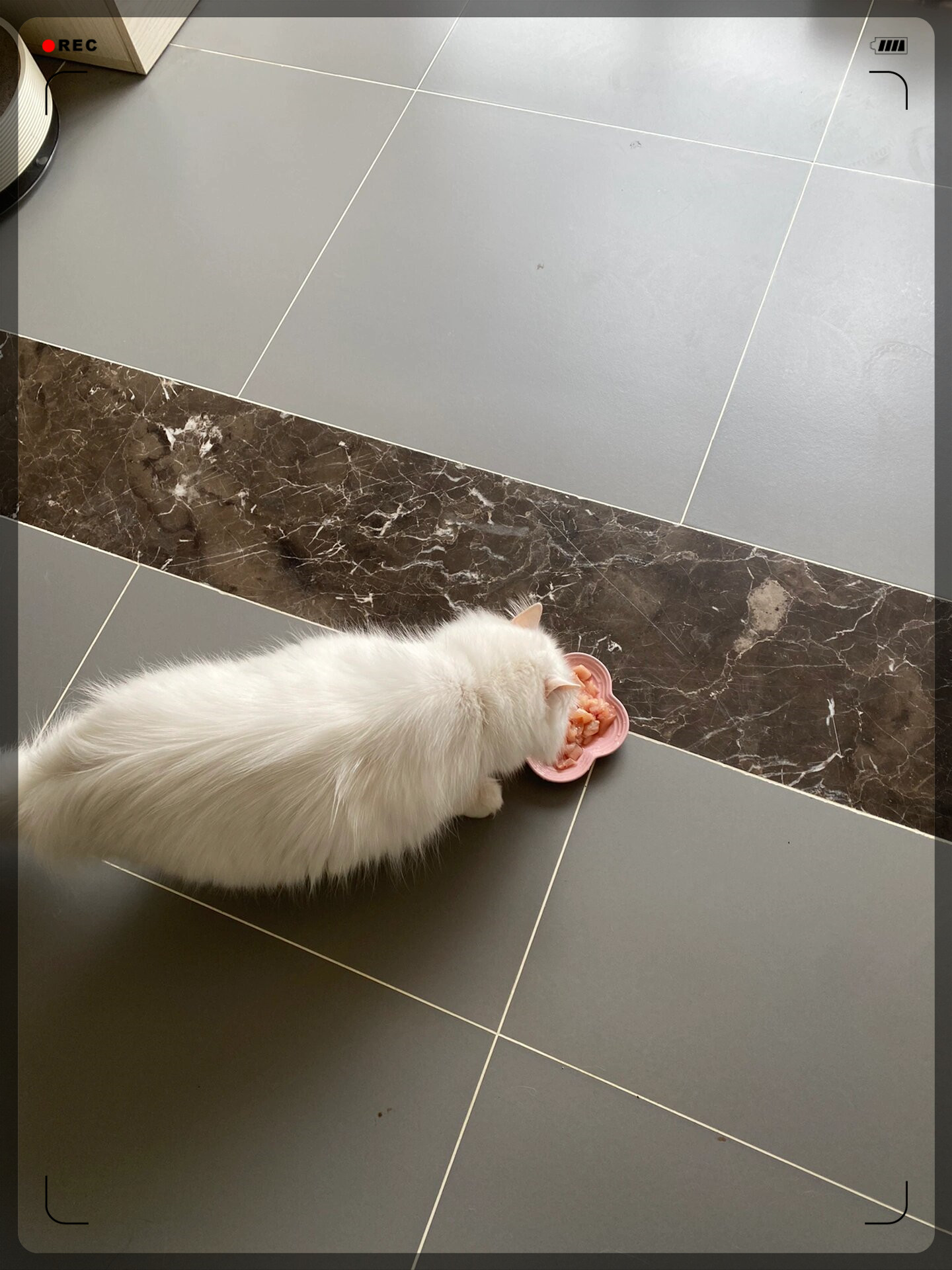 噜噜偷吃鸡肉和鸵鸟心共90g鸡肉和10g鸵鸟心;狗蛋