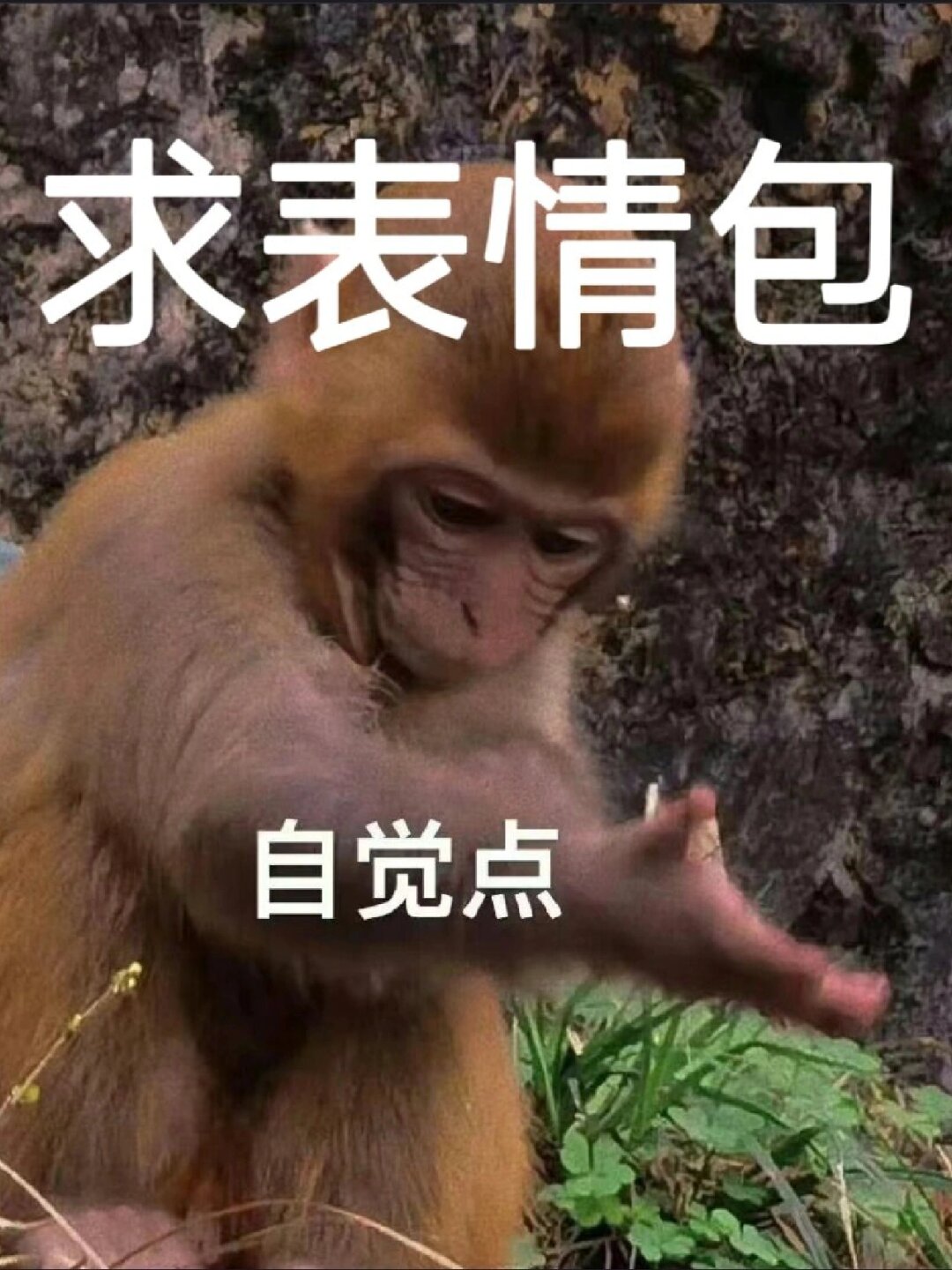 自觉图片表情包图片