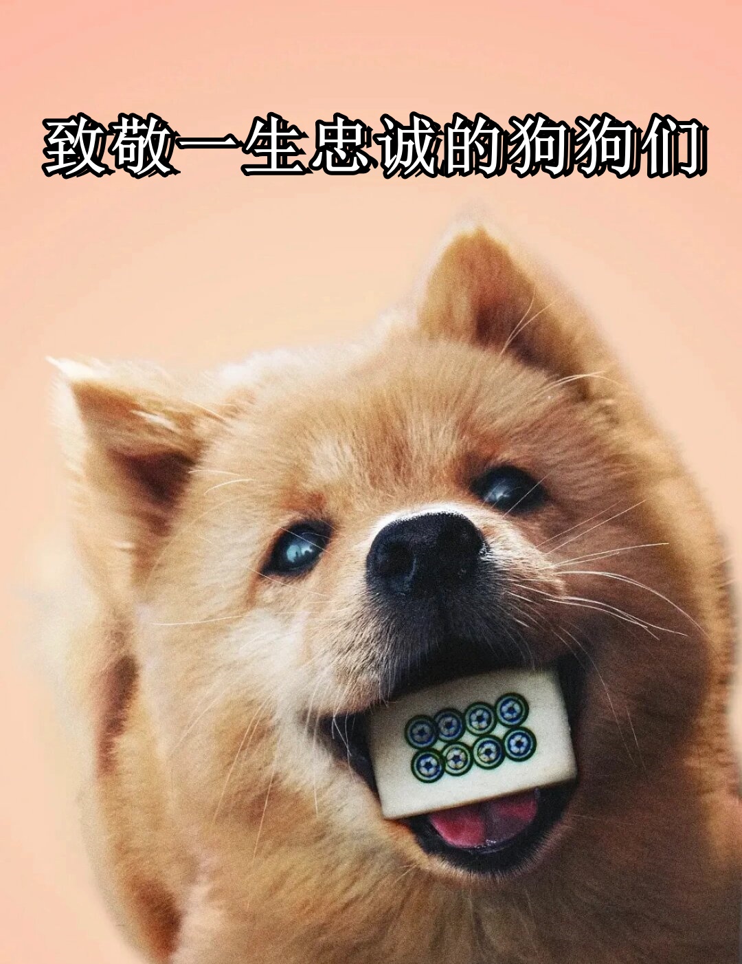 致敬一生忠诚的狗狗们
