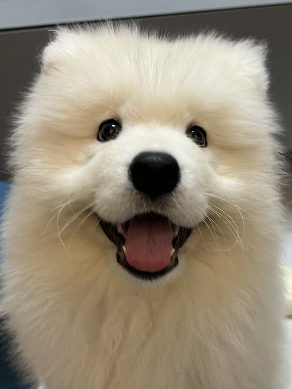 它们毛茸茸的身体,水汪汪的眼睛,还有那活泼可爱的性格,总是能让人