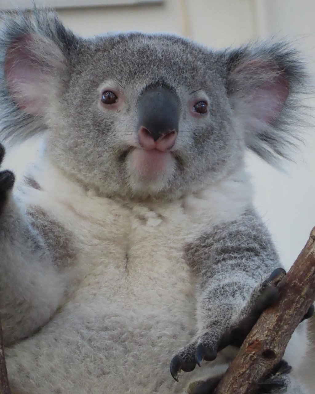 考拉koala天津图片