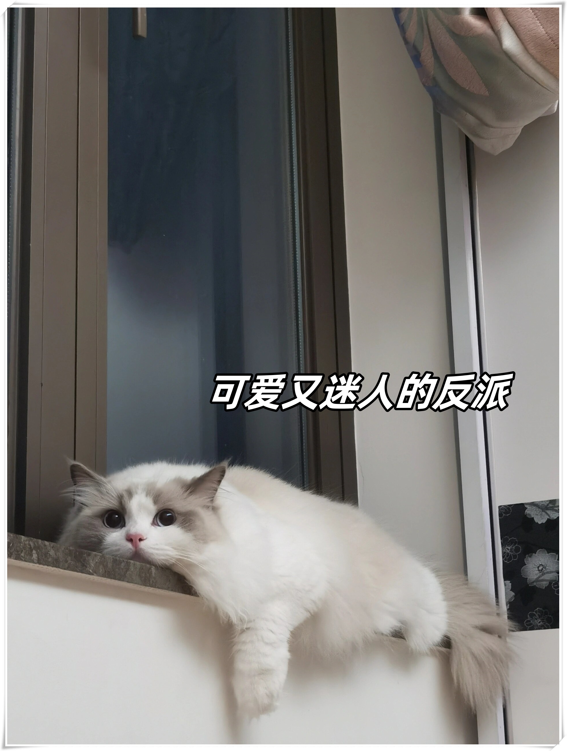 可爱又迷人的反派  谁说反派就不能可爱迷人?