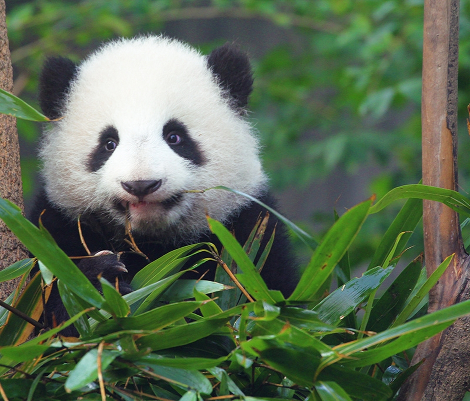 毛茸茸的大熊猫幼崽, 不知道是哪个的仔仔? 萌萌哒真可爱.