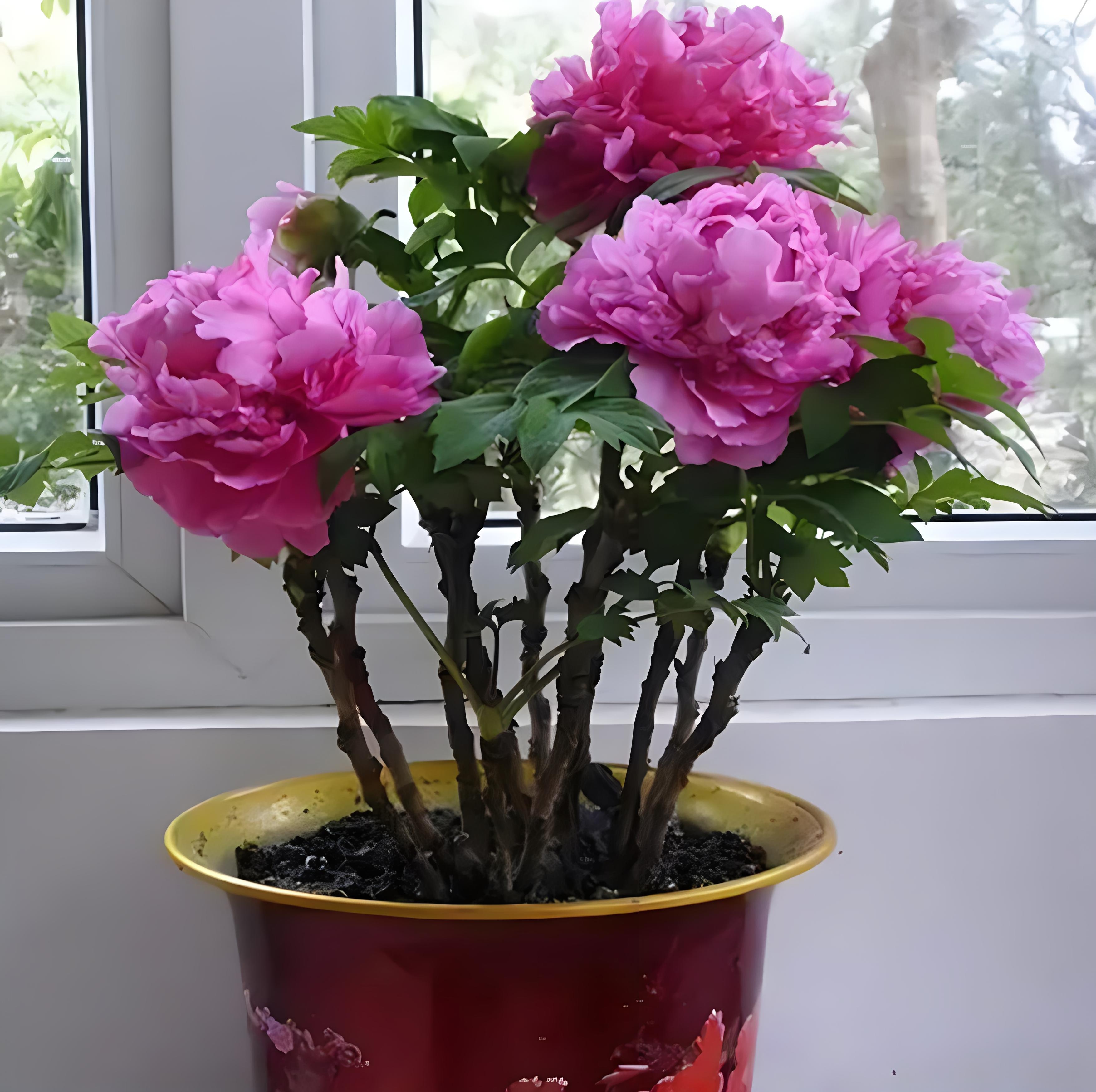 养花农亲授盆栽牡丹干货,轻松掌握浇水技巧!