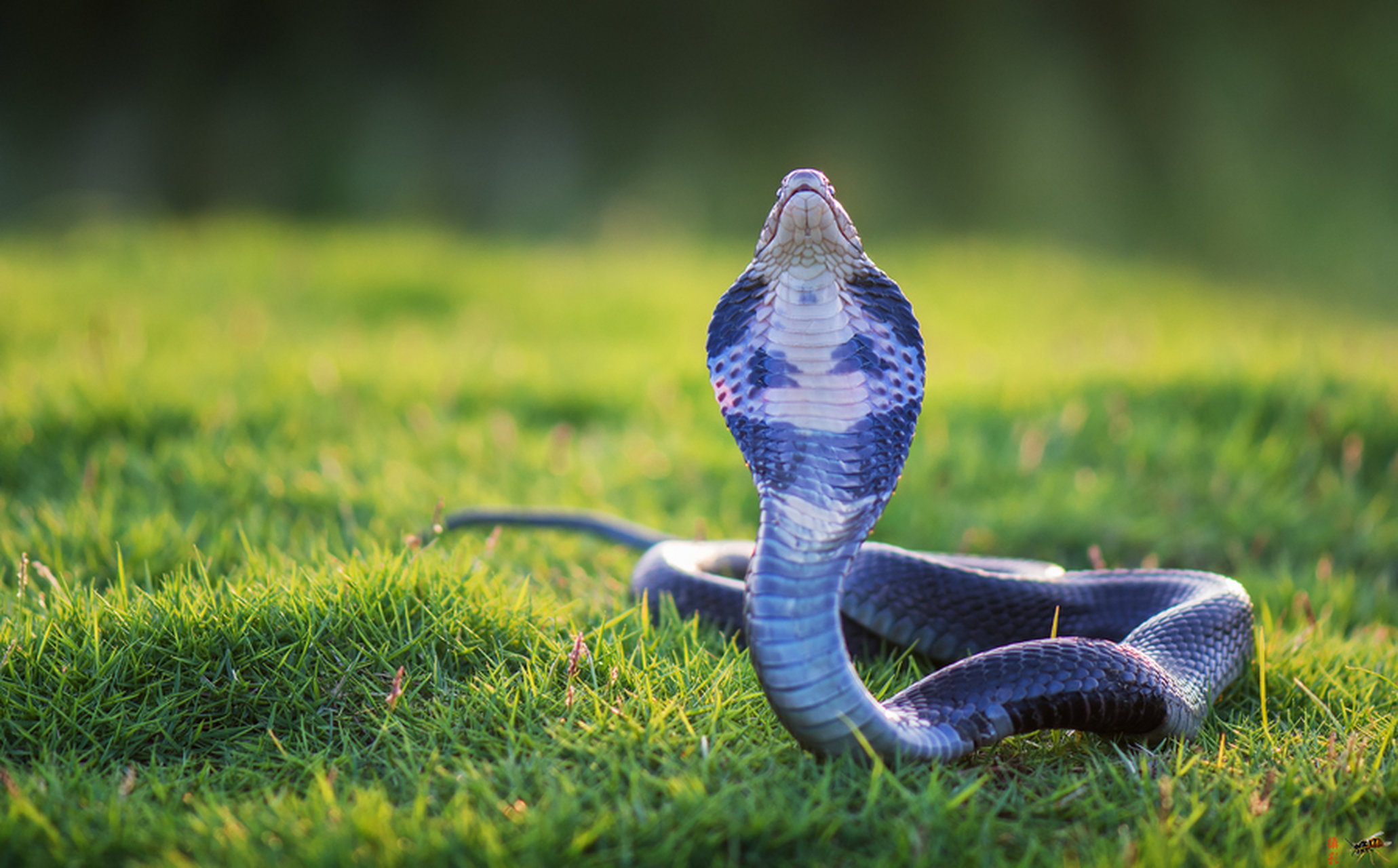 体型小,速度非最快,眼镜蛇的生存能力有待商榷!