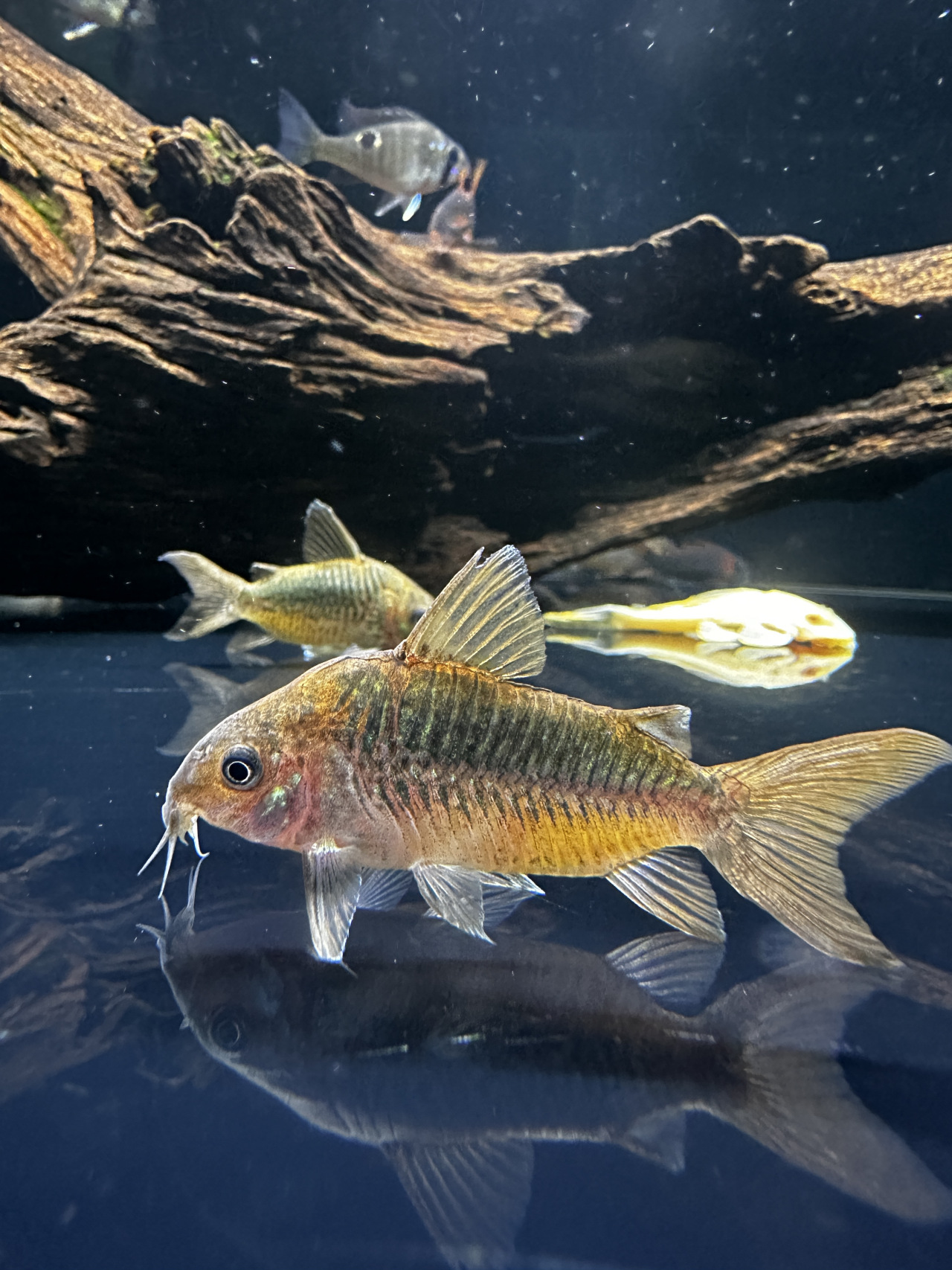 潘塔纳尔鼠公鱼是生活在南美洲潘塔纳尔湿地的小型鱼类,它适应力强,有