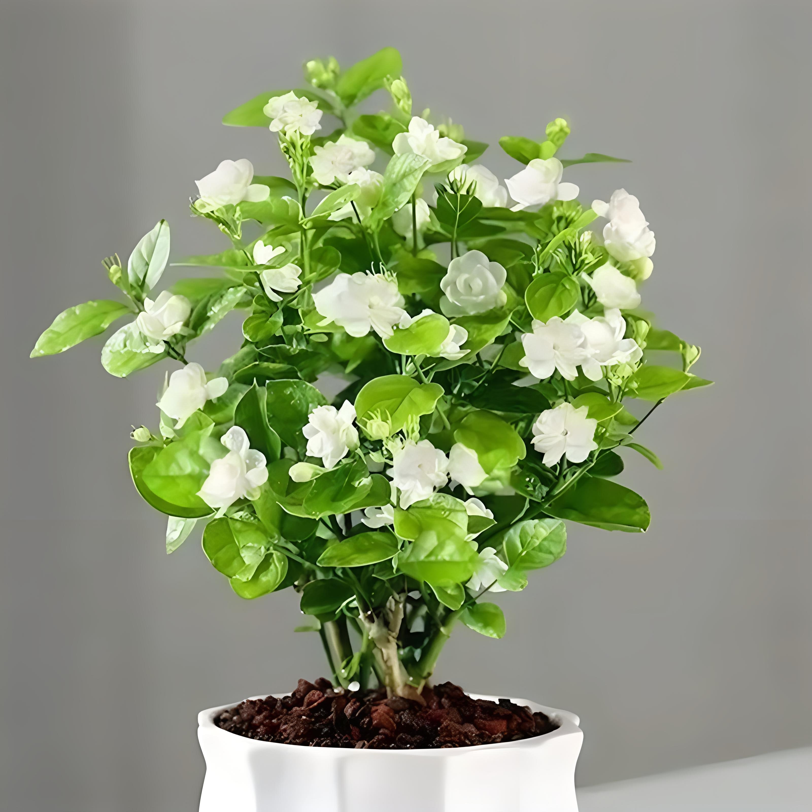 茉莉花冬天怎么养?一篇文章带你掌握盆栽茉莉的冬季养护干货!