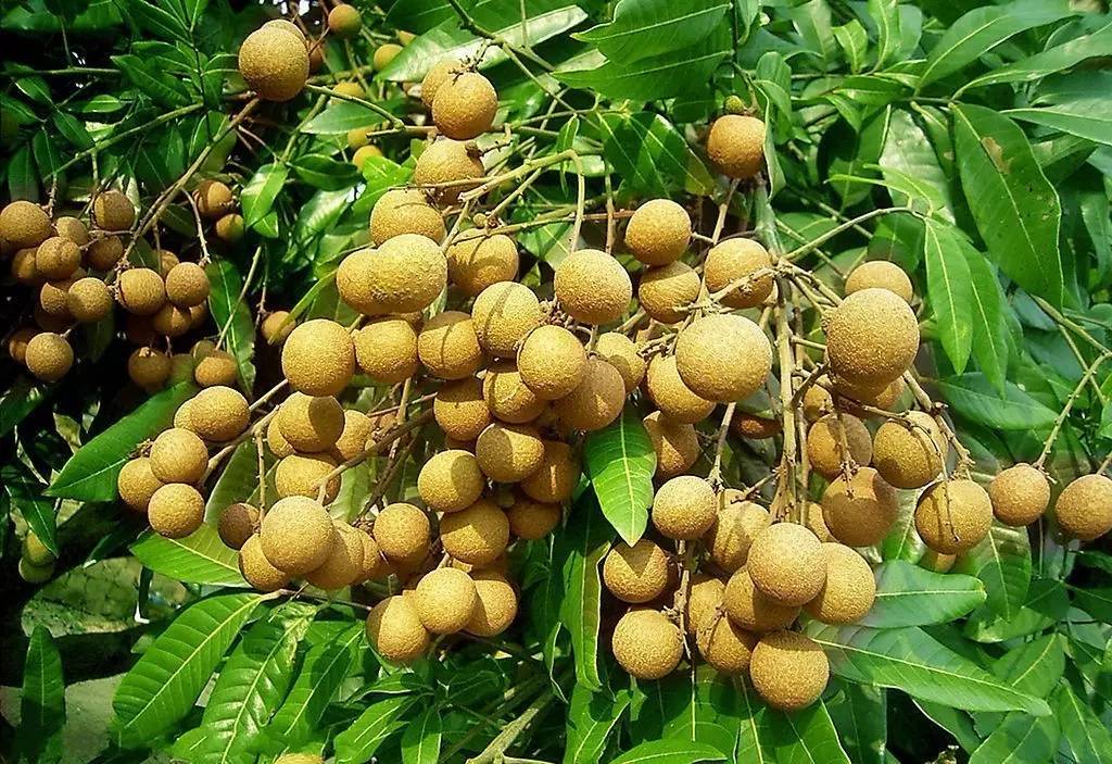 2024健康从吃好开始# 桂圆:传统食材的现代身心健康益处