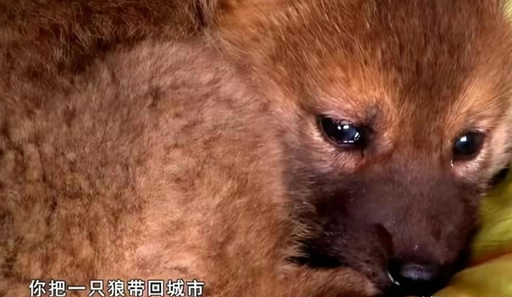 2010年四川女孩养狼崽当"儿子",10年后草原相认,结局让人感动