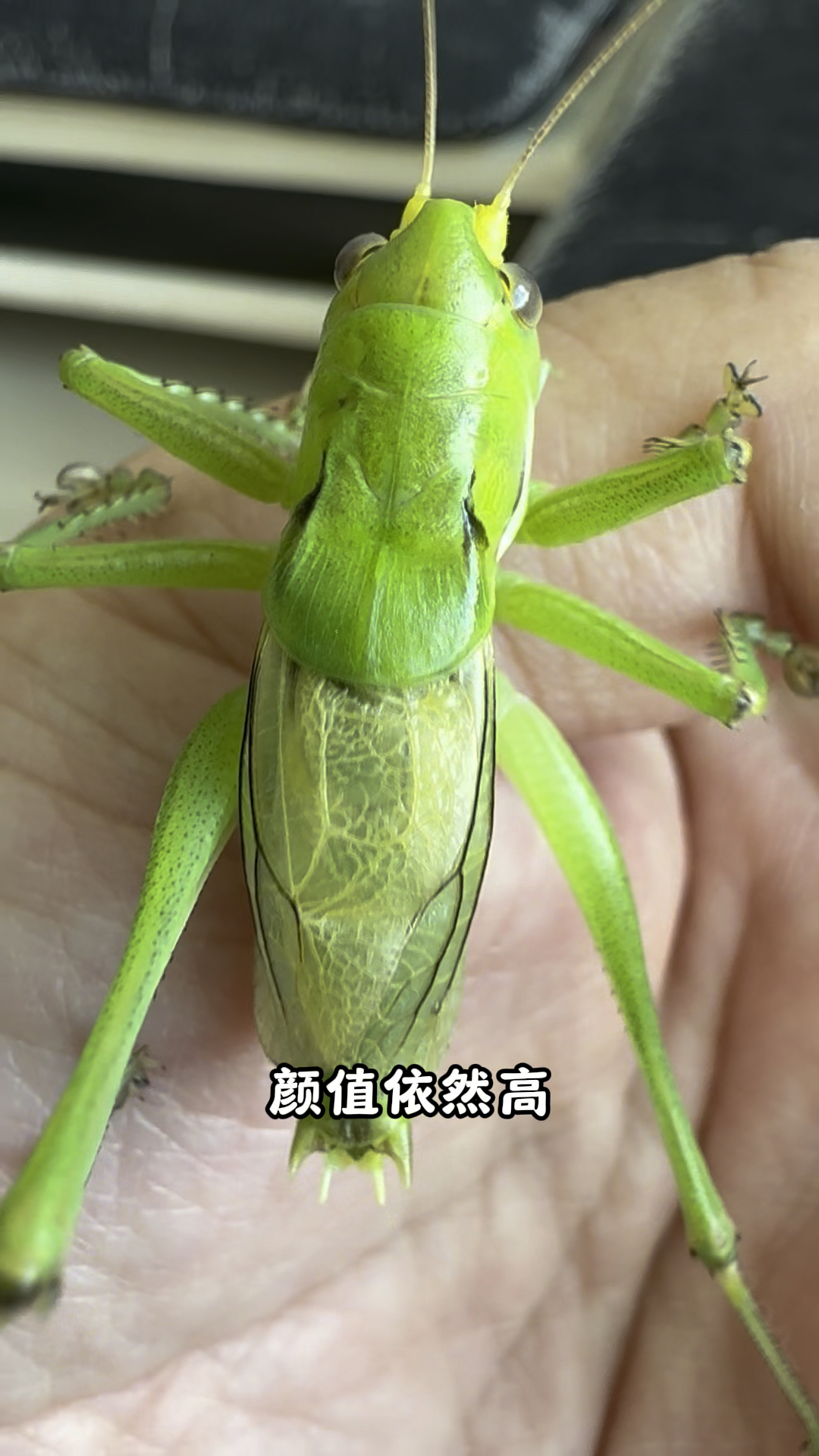 27天,迷你绿蝈蝈大蜕成虫!25只小秧子近况如何?