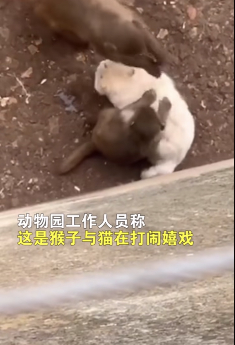 猫为什么怕猴子