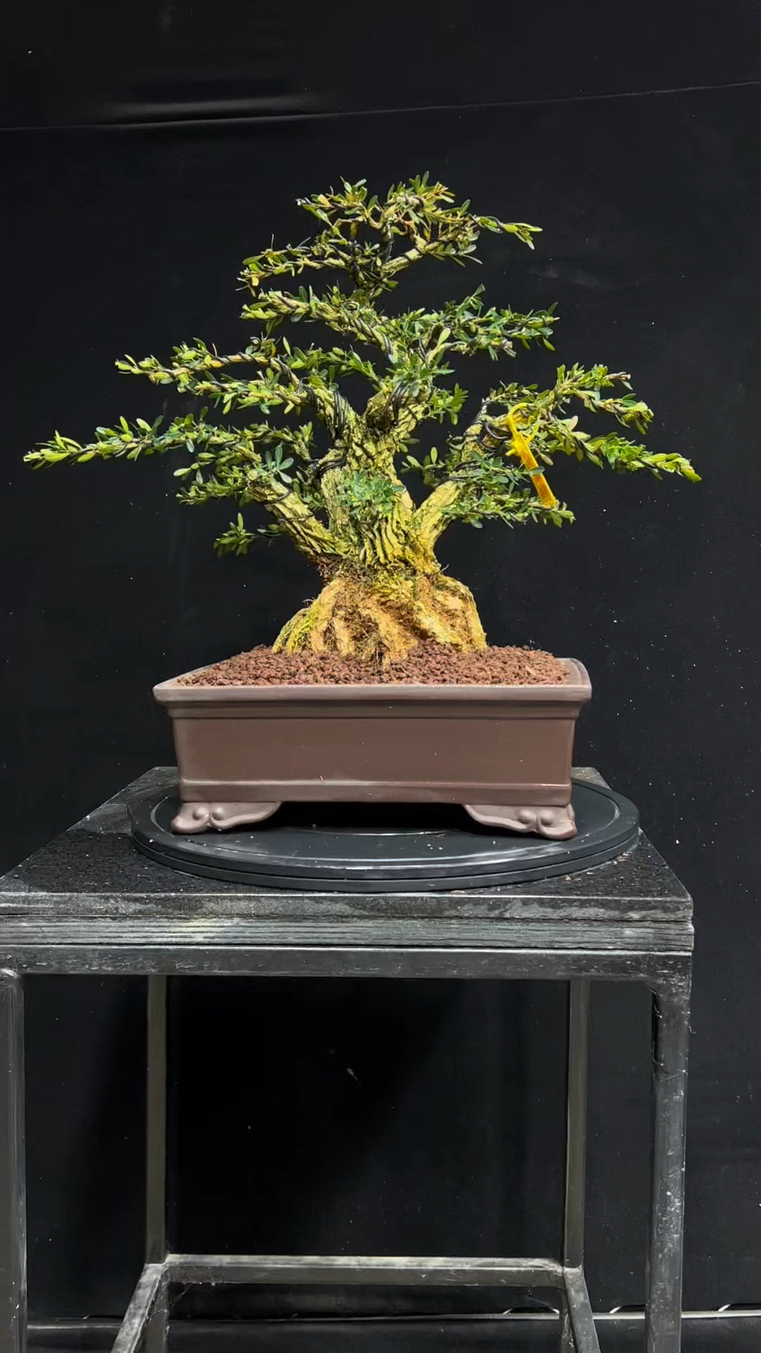 老桩矮霸黄杨盆景