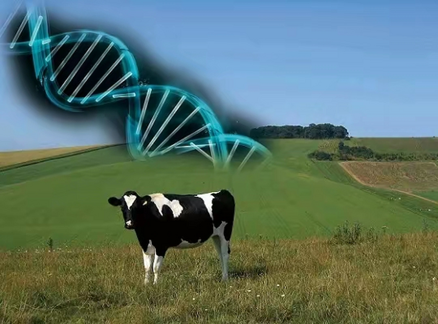 中国科学家培育出的转基因奶牛,据称所产的牛奶更健康.