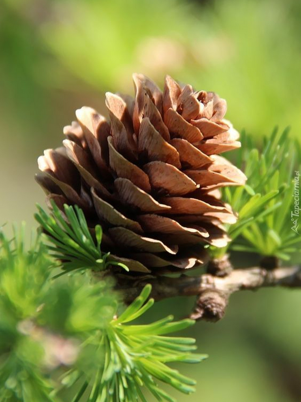 绿色壁纸,水果与松果